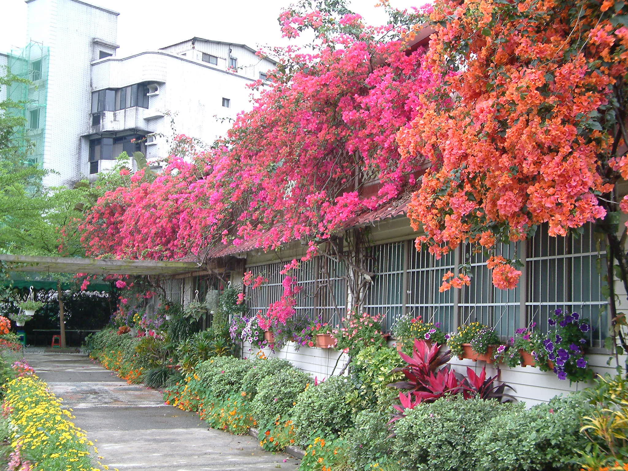 九重葛盛花