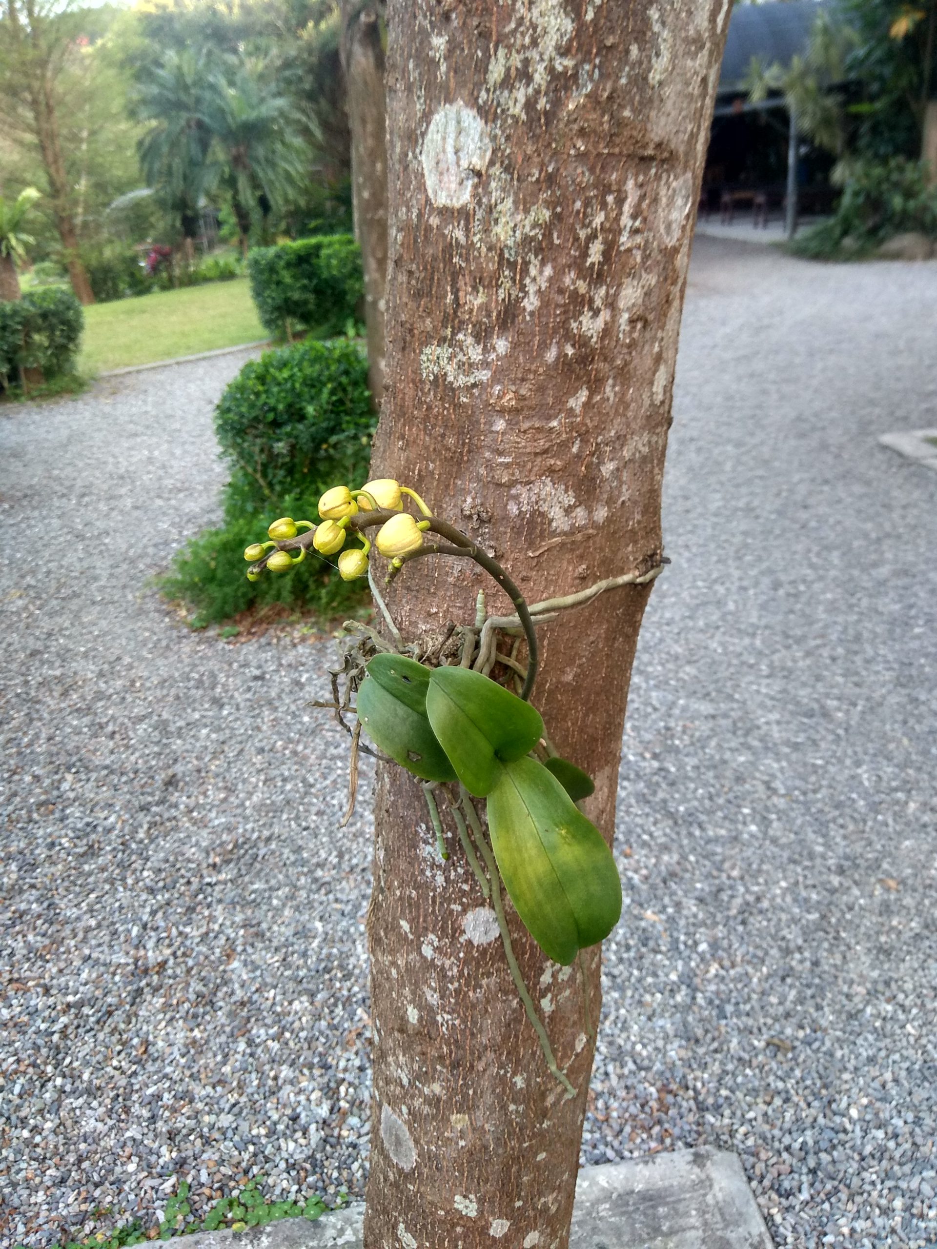 花苞待放